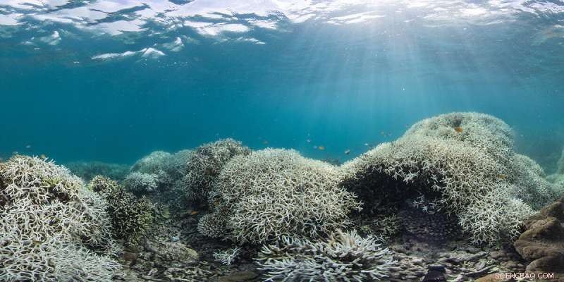 Dual Strategy to Protect Sinking Cities and Bleaching Corals
