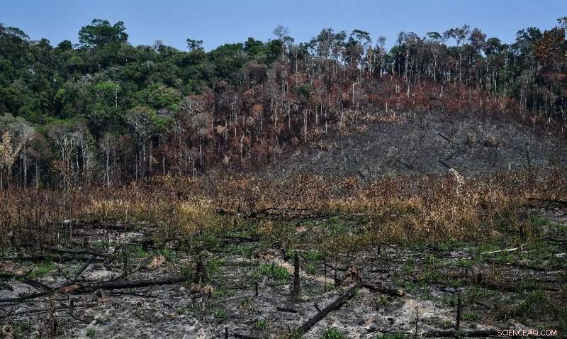 Brazilian Highways Drive Amazon Development—and Environmental Loss