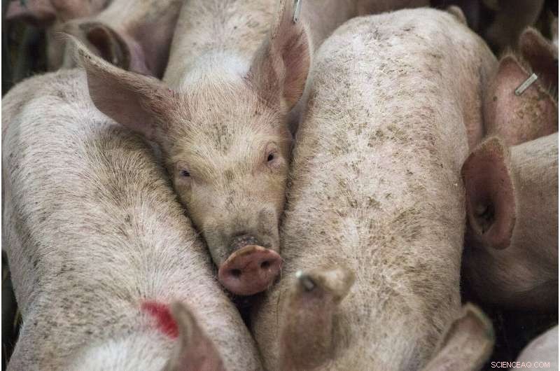 China s Pig Industry Relocation May Trigger Unforeseen Environmental and Economic Impacts