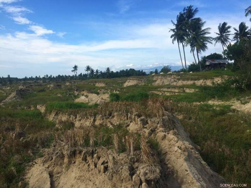 Rice Irrigation Amplified Landslides in Indonesia’s Deadliest 2018 Earthquake