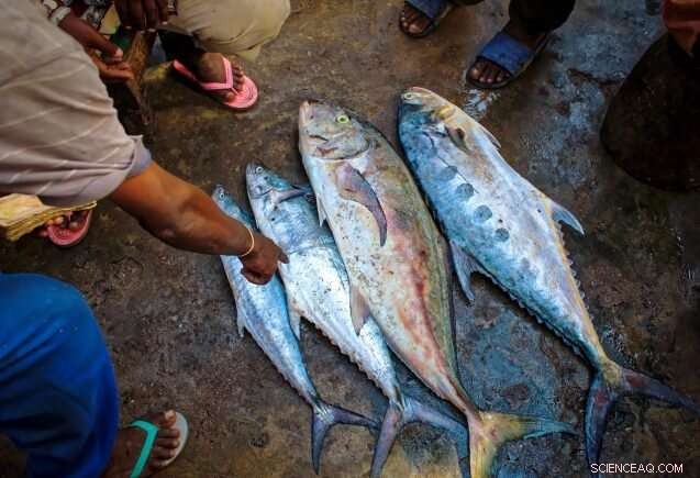 IPCC Warns: Ocean Warming Threatens Marine Life and Global Fisheries