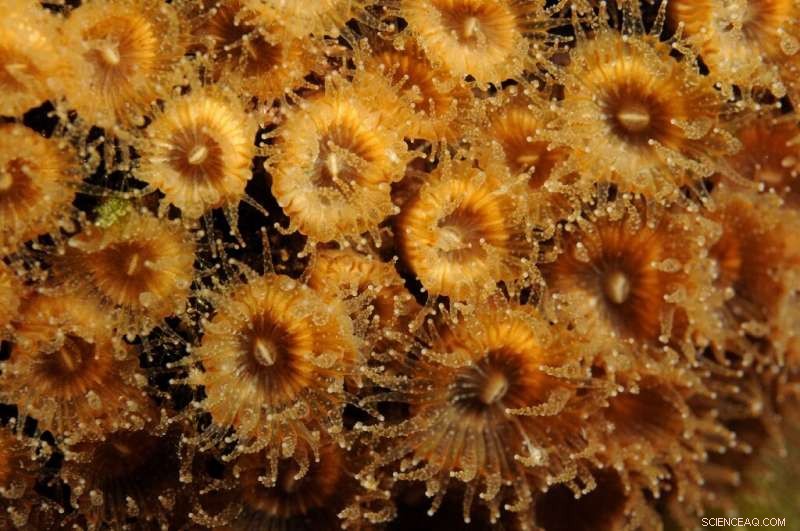 Coral Regrowth After Severe Warming: New Hope for Marine Ecosystems