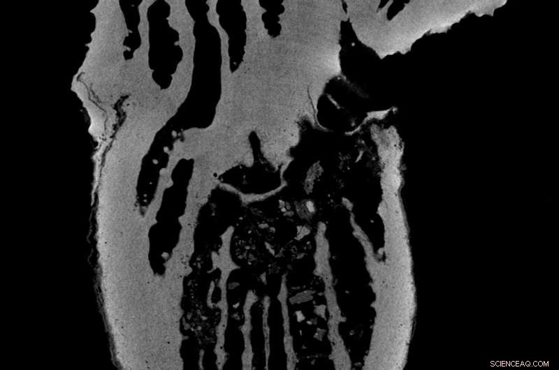 Coral Regrowth After Severe Warming: New Hope for Marine Ecosystems