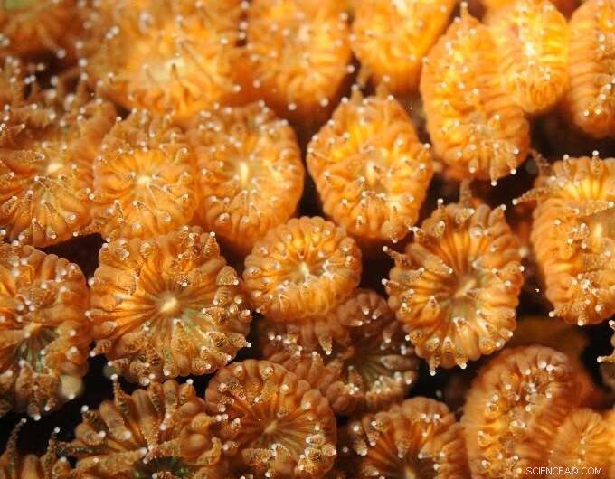 Coral Regrowth After Severe Warming: New Hope for Marine Ecosystems