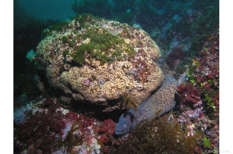 Coral Regrowth After Severe Warming: New Hope for Marine Ecosystems