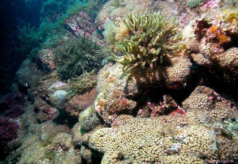 Coral Regrowth After Severe Warming: New Hope for Marine Ecosystems