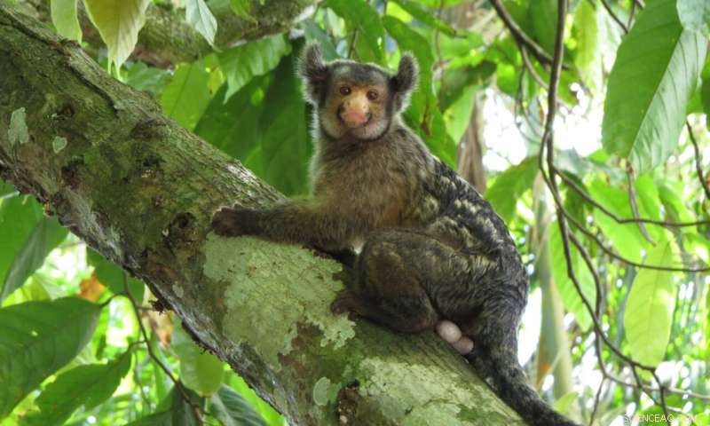 Amazonian Wildfires Endanger Habitat of Newly Discovered Marmoset Species