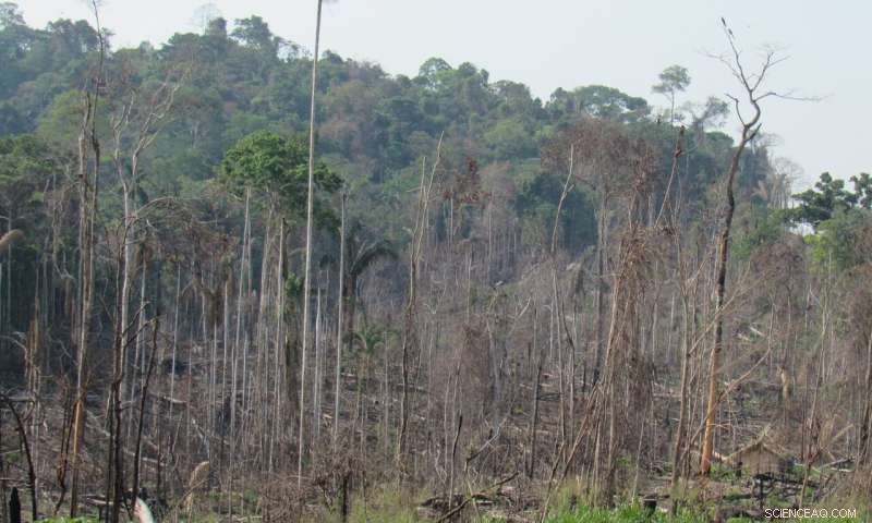 Amazonian Wildfires Endanger Habitat of Newly Discovered Marmoset Species