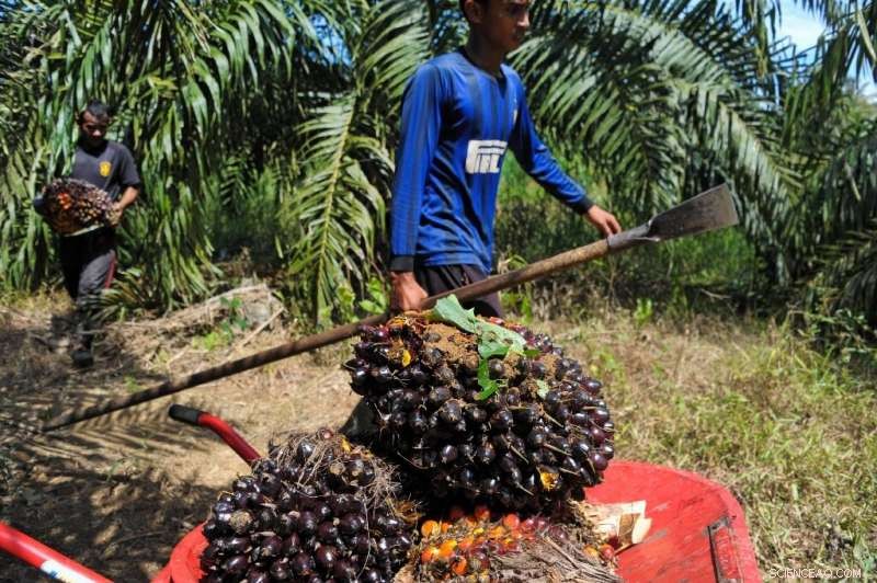 Total s Attempt to Secure Palm Oil Tax Break Rejected by France Constitutional Court