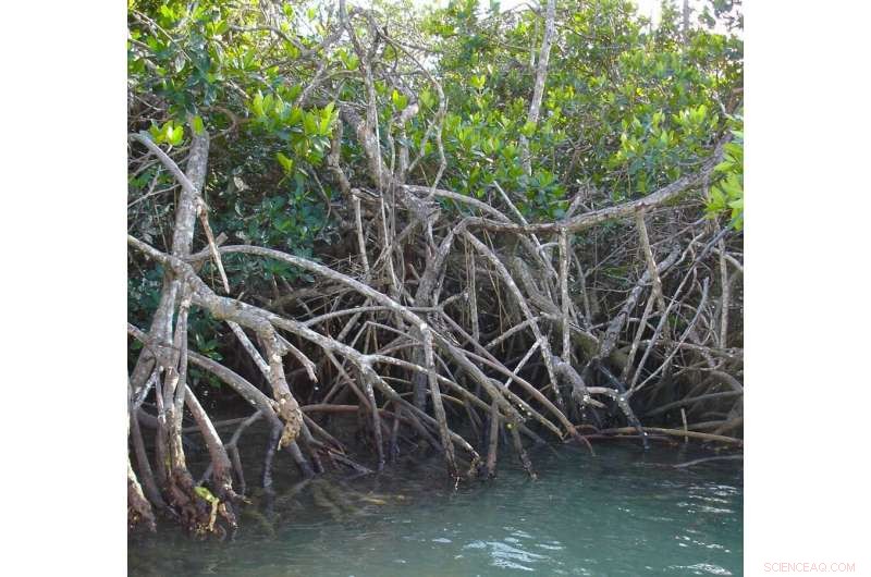 Florida Mangroves Highlight Climate’s Impact on Coastal Ecosystems