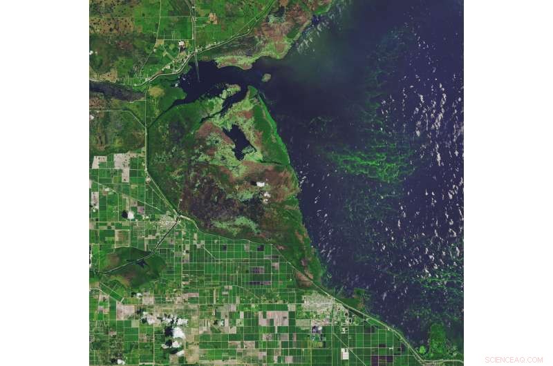 Global Algal Blooms Intensify, Threatening Lakes Worldwide