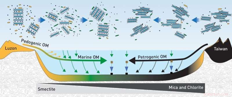 Clay Minerals Lead Carbon Management in Marine Sediments