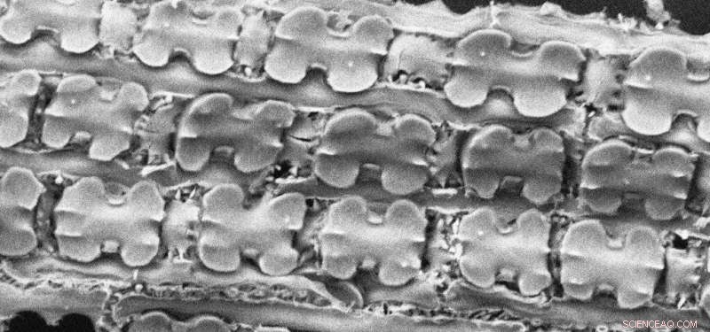 Evaluating the Environmental Impact of Plant Skeletons from Biofuel Combustion