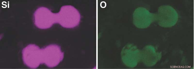 Evaluating the Environmental Impact of Plant Skeletons from Biofuel Combustion