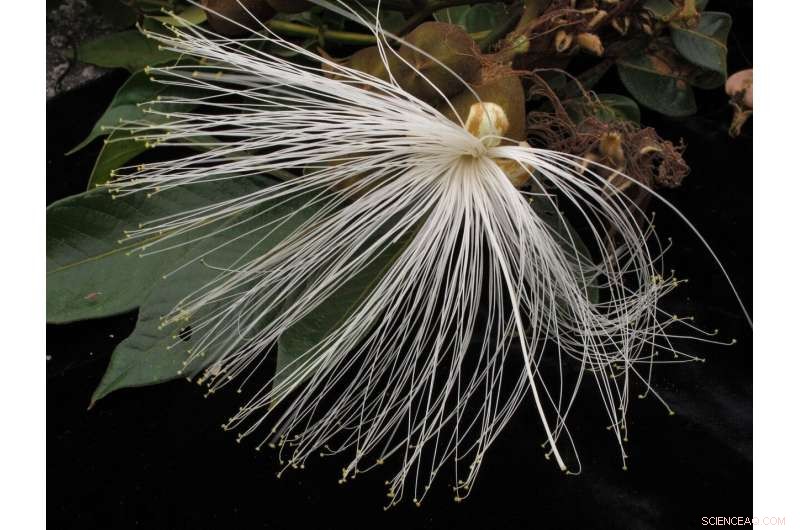 Plant Bean Trees to Safeguard the Amazon and Support Smallholders