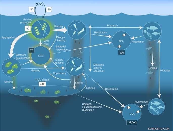 Krill: More Than Whale Food – Key Drivers of CO₂ Reduction and Climate Regulation