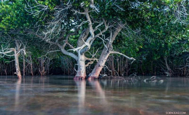 Restoring Earth s Natural Defenders: Rebuilding Forest Ecosystems