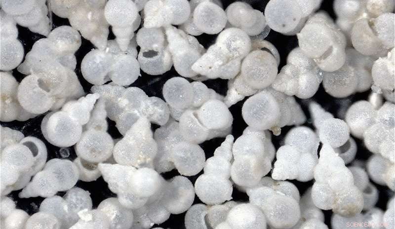 Yale Study Confirms Ocean Acidification as Key Driver of Last Mass Extinction