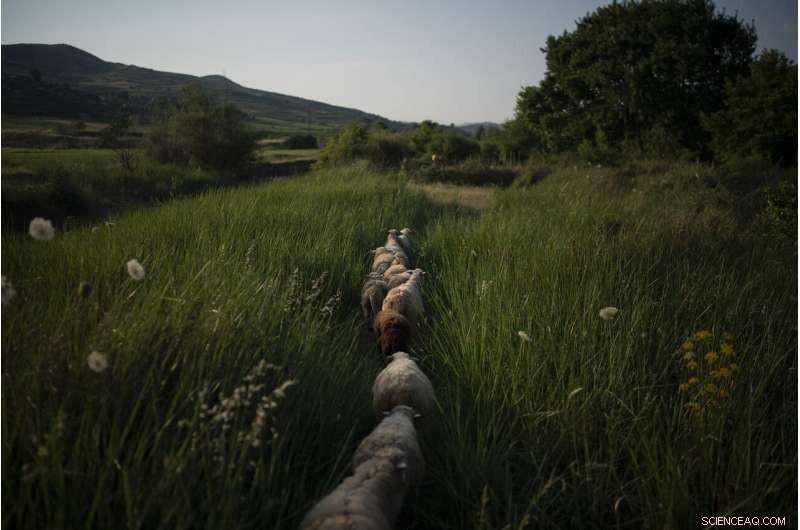 Vjosa River: Europe s Last Untamed Flow Threatened by Dam Construction