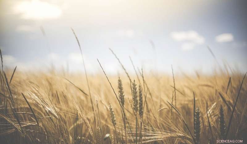 How Drone Research Helps Farmers Spot Crop Stress Early