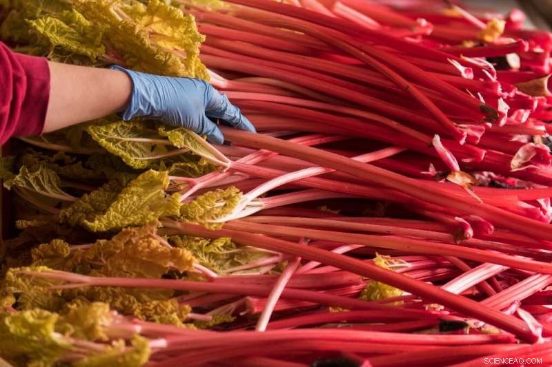 Study Warns: Full Shift to Organic Farming Could Raise UK Greenhouse Gas Emissions