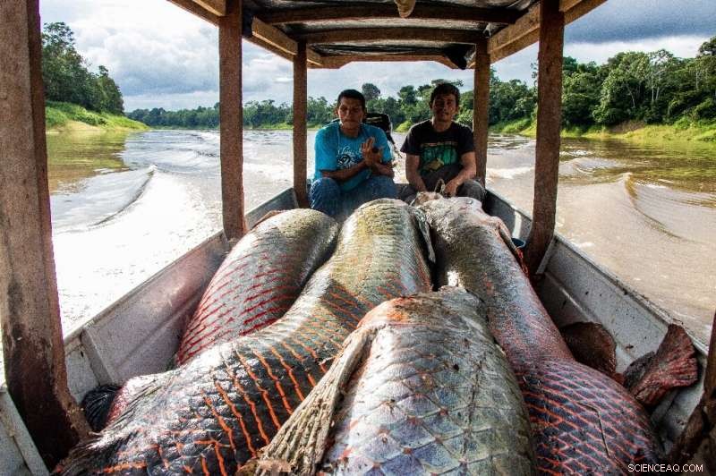 Discover the Pirarucu: Amazon s Giant Freshwater Treasure
