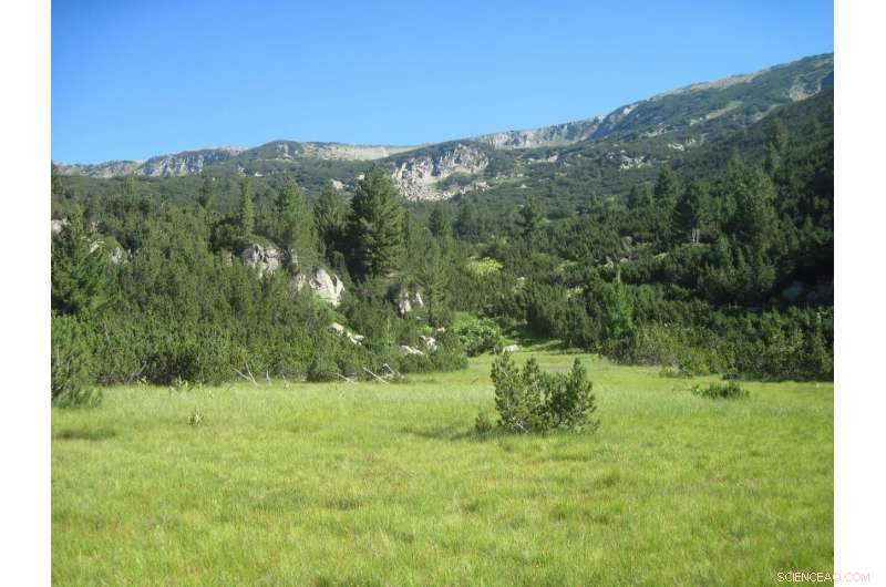 Rising Forest Fires Endanger Spruce and Fir in Southeast Europe