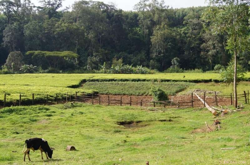 Boosting Forest Health and Small-Holder Dairy Farms: A Win-Win for East Africa