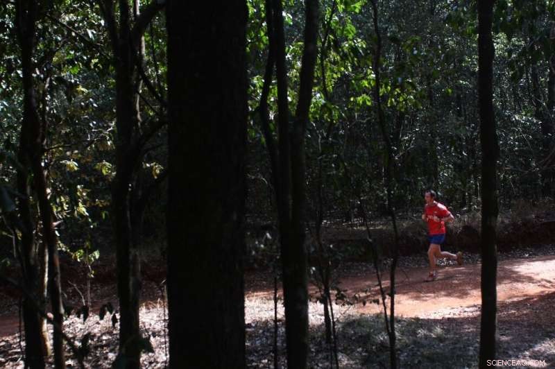 From Crime Hotspot to Jogger’s Paradise: Nairobi’s Karura Forest Thrives