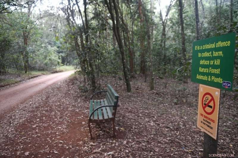 From Crime Hotspot to Jogger’s Paradise: Nairobi’s Karura Forest Thrives