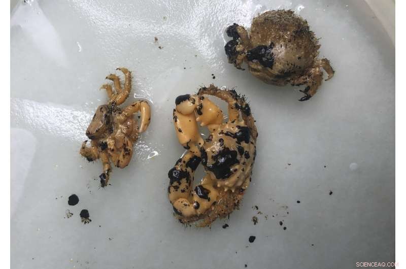 Oil Spill in Brazil Leaves Local Fishermen Stranded: Economic and Environmental Fallout