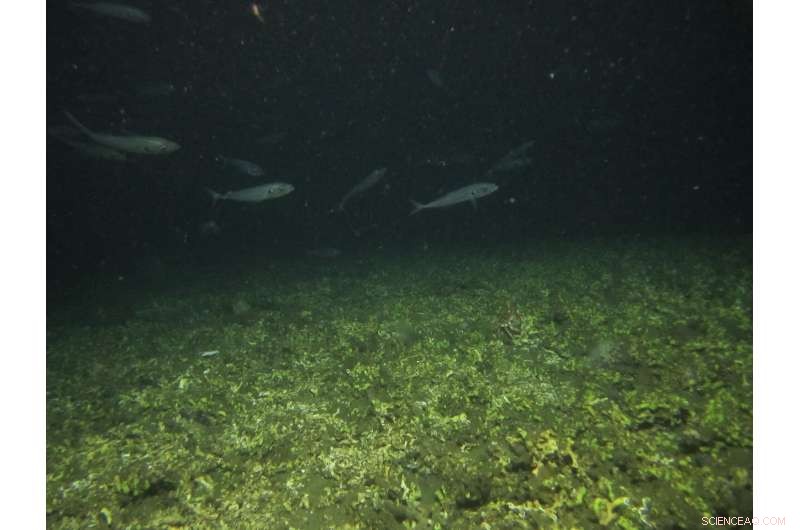 Low Oxygen Drives Extinction of Cold‑Water Corals on Namibia’s Shelf