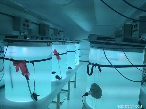 Examining How Submarine Volcanoes Influence Oceanic Biological Activity