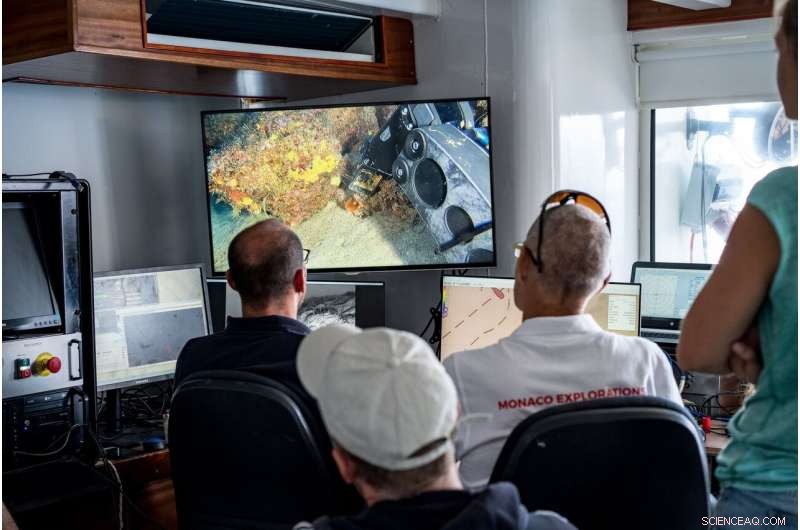 Deep Red Sea Reefs: Unveiling the Twilight Zone s Coral Food Web