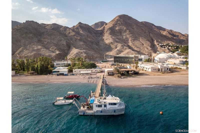 Deep Red Sea Reefs: Unveiling the Twilight Zone s Coral Food Web