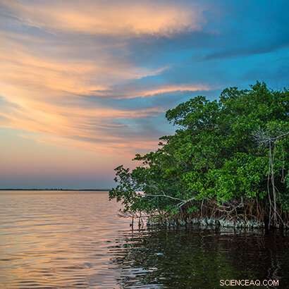 Mangroves Cut Hurricane Flood Damage, Saving Billions in Property Losses