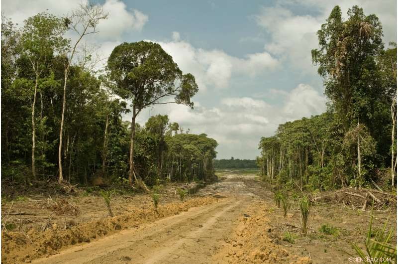 Carbon Bomb: Study Reveals Severe Climate Impact of Intact Tropical Forest Loss