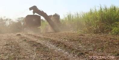 Sugarcane Straw as a Bioenergy Feedstock: Opportunities, Challenges, and Environmental Impacts