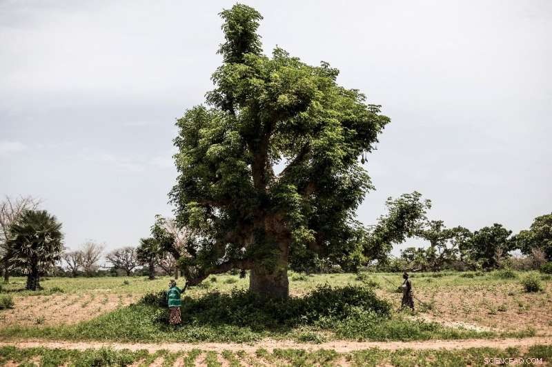 Senegal s Baobab Forest Lost to Mining: The Vanishing Landscape