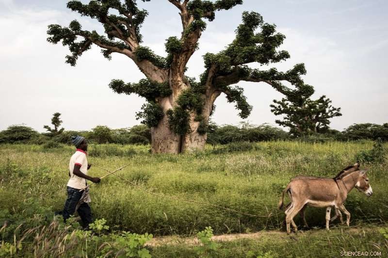 Senegal s Baobab Forest Lost to Mining: The Vanishing Landscape
