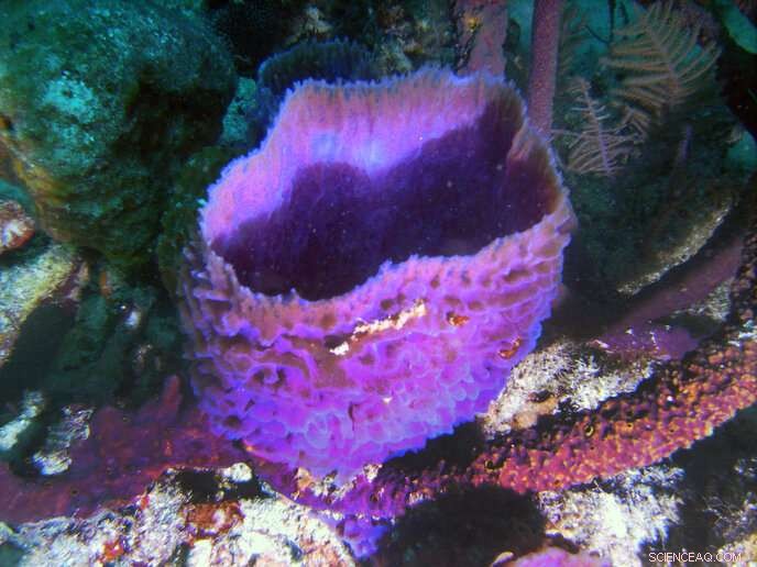 New Study Reveals Sea Sponges  Vital Role in Combating Climate Change