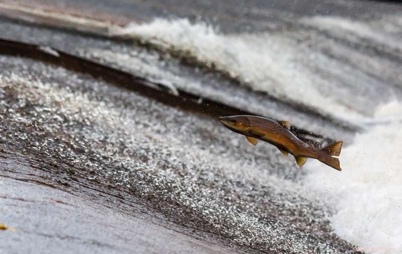 Alaska Mine Promises $1 Billion Annually – Balancing Profit with Salmon Conservation