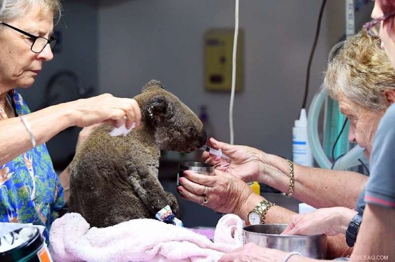 Two Koalas Rescued in Australian Bushfire; Hundreds Still at Risk
