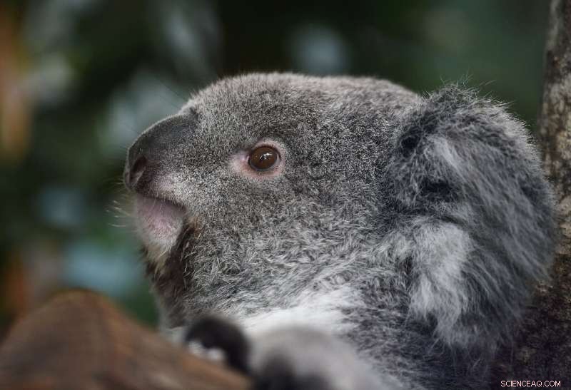 Two Koalas Rescued in Australian Bushfire; Hundreds Still at Risk