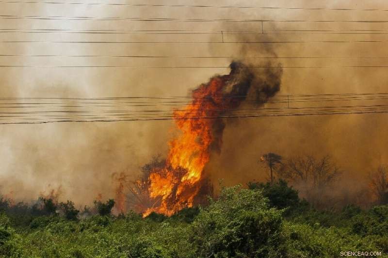 Amazon Fires Drop to Record Low in October, Official Data Shows