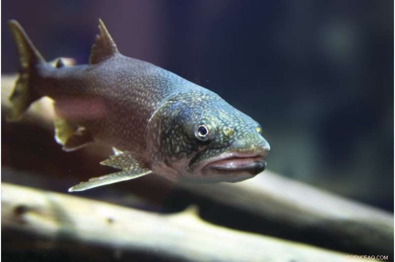 Invasive Species Undermine Mercury Reduction Efforts in the Great Lakes