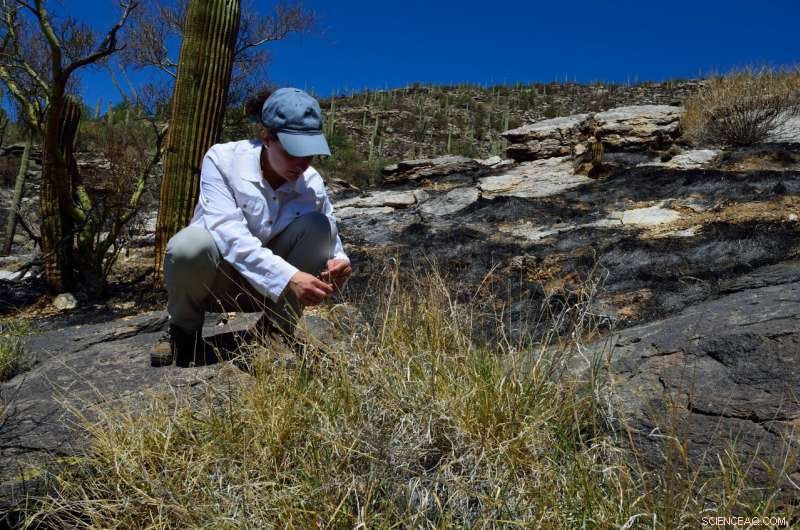 National Study Reveals Invasive Grasses Fuel Wildfires Across the U.S.