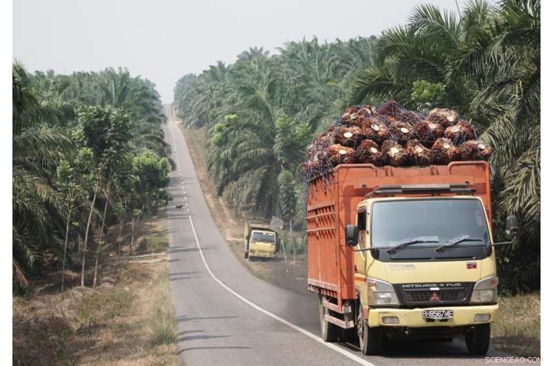 Palm Oil Production: Achieving High Yields with Reduced Fertilizer and No Herbicides