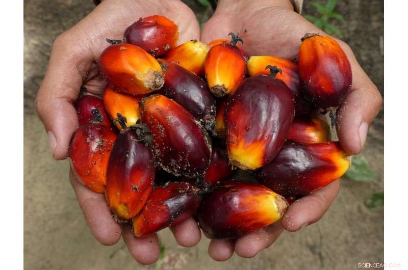 Palm Oil Production: Achieving High Yields with Reduced Fertilizer and No Herbicides