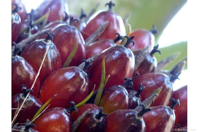 Palm Oil Production: Achieving High Yields with Reduced Fertilizer and No Herbicides